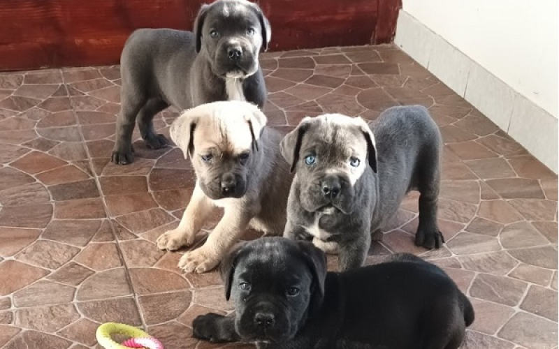 Cane Corso