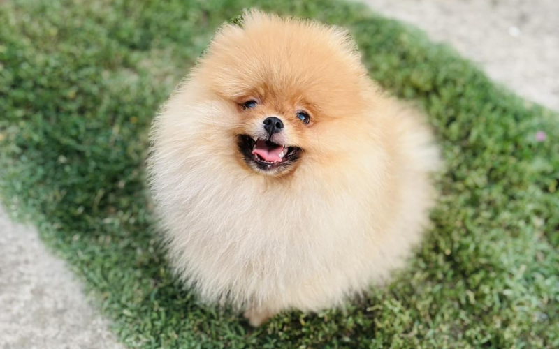 Pomeranac prelepo musko stene