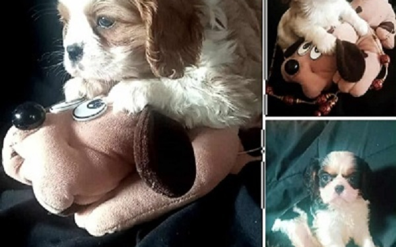 Cavalier King Charles štenci
