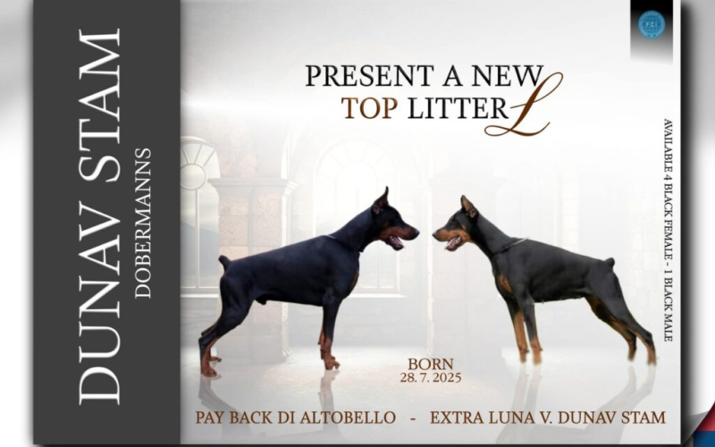 Doberman stenci