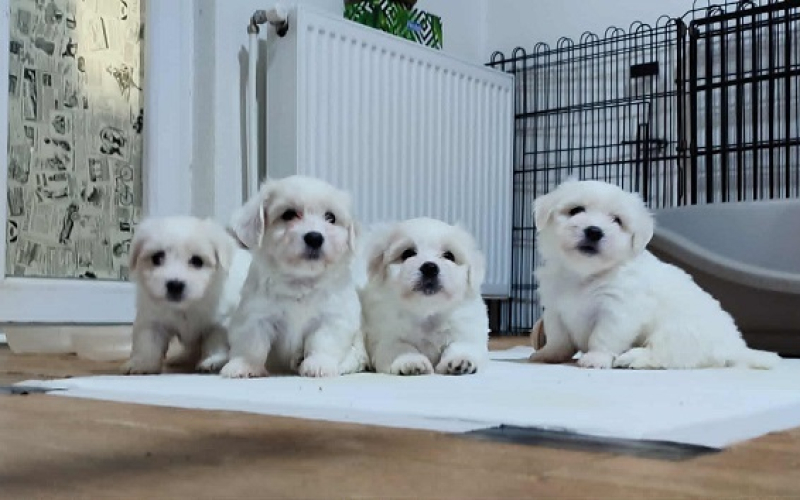 Coton de Tulear