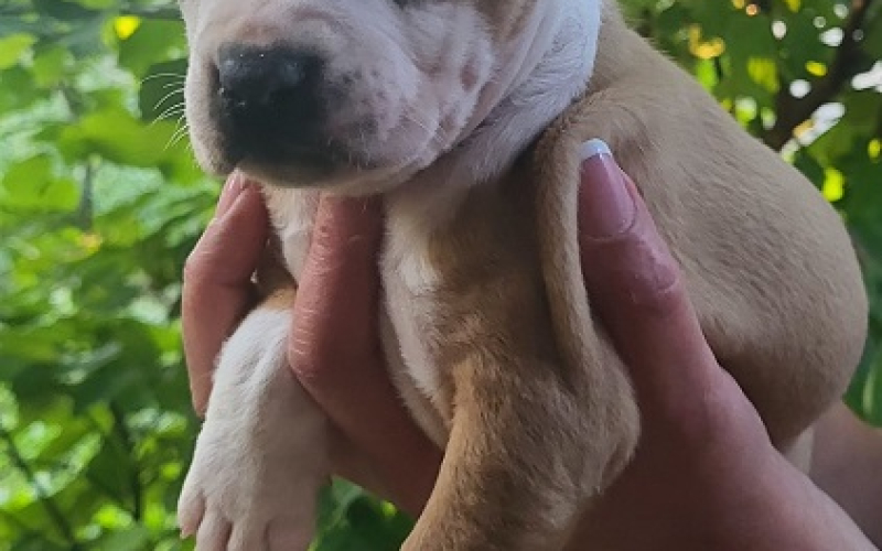 Pitbull štenci