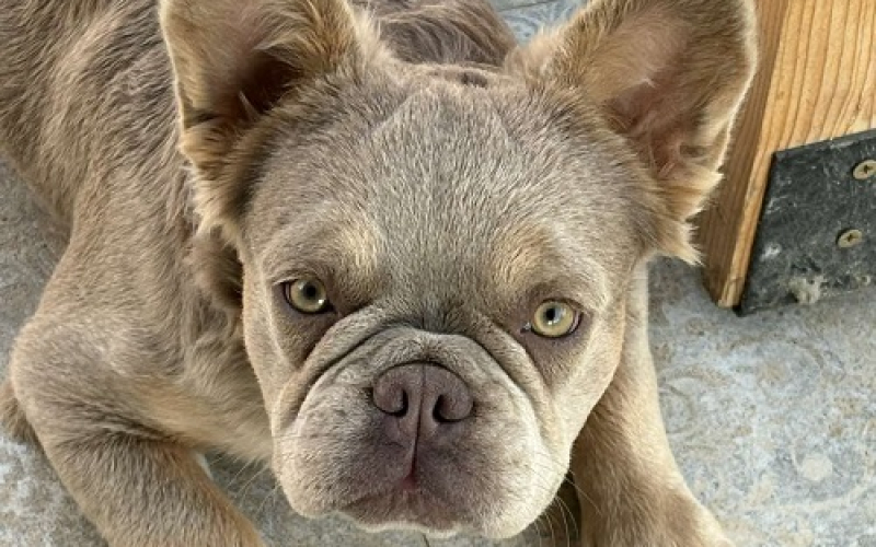 Francuski Buldog zenka