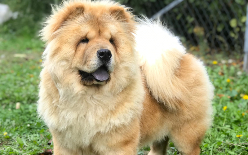 Chow Chow / Čau Čau ženka na prodaju!