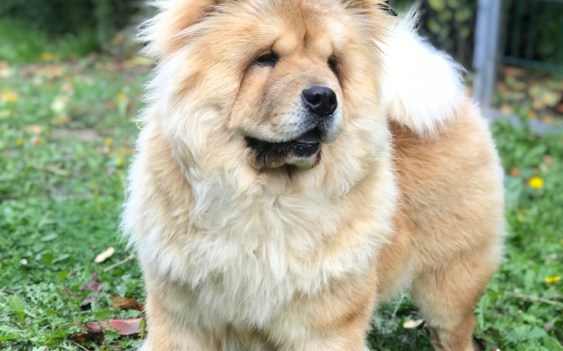 Chow Chow / Čau Čau ženka na prodaju!