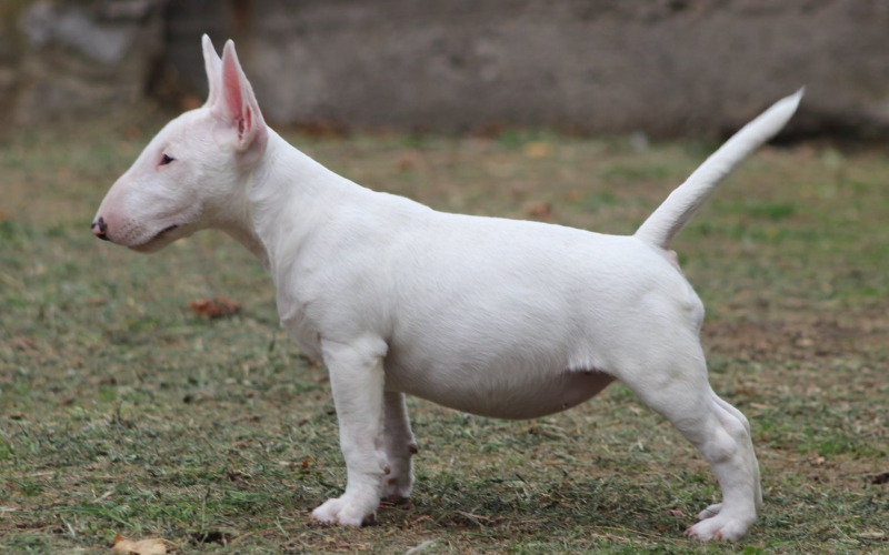 Mini Bull Terrier