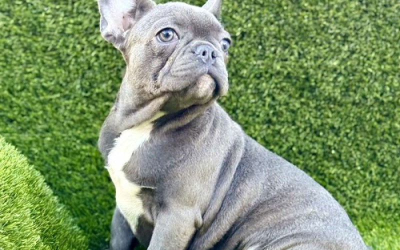 Francuski buldog