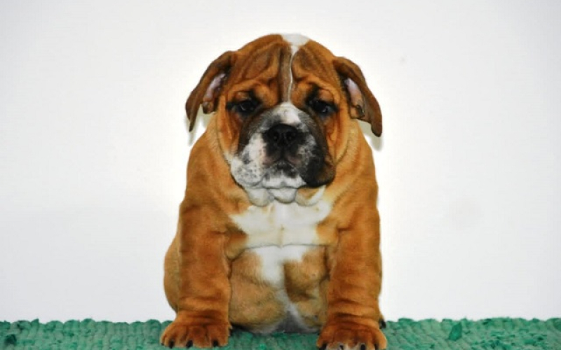 Engleski Buldog