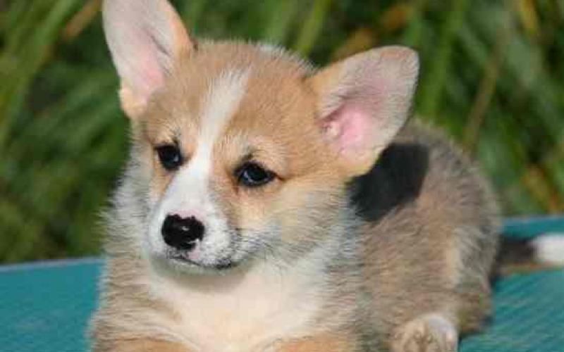 Velški korgi Welsh Corgi Pembroke