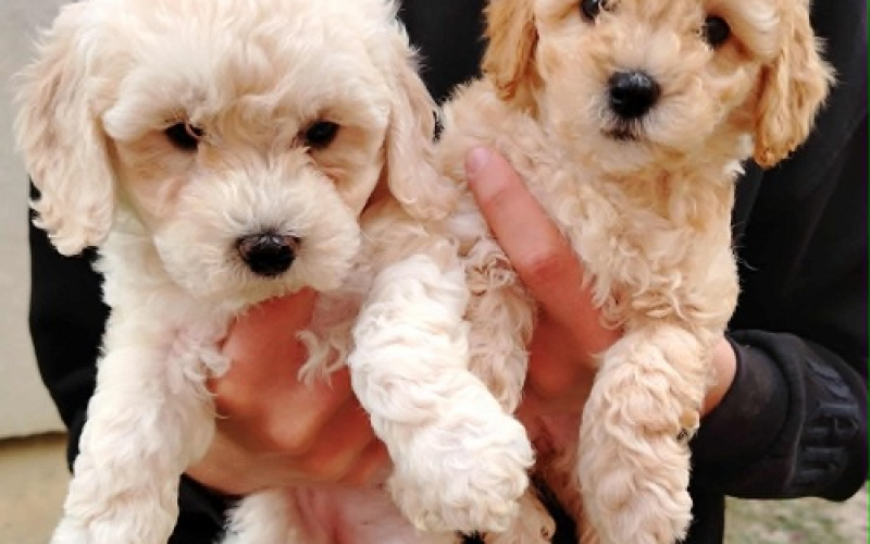 Maltipoo štenci
