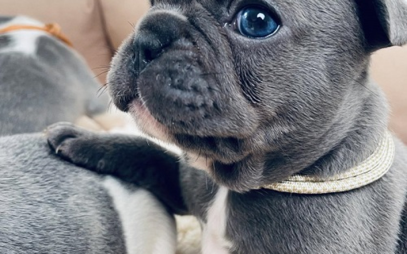 Francuski buldog