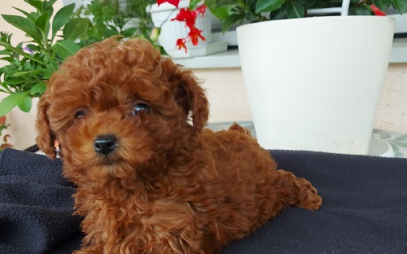 Toy teacup crvena pudla