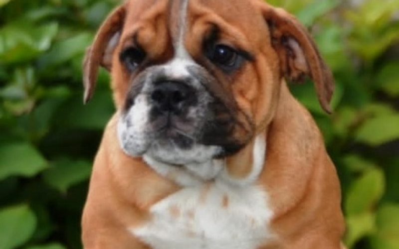 Engleski Bulldog