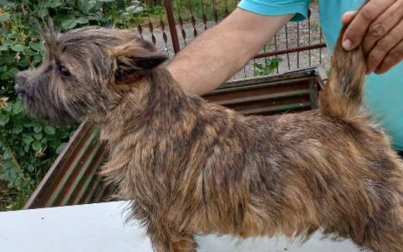 Kern terijer štenci