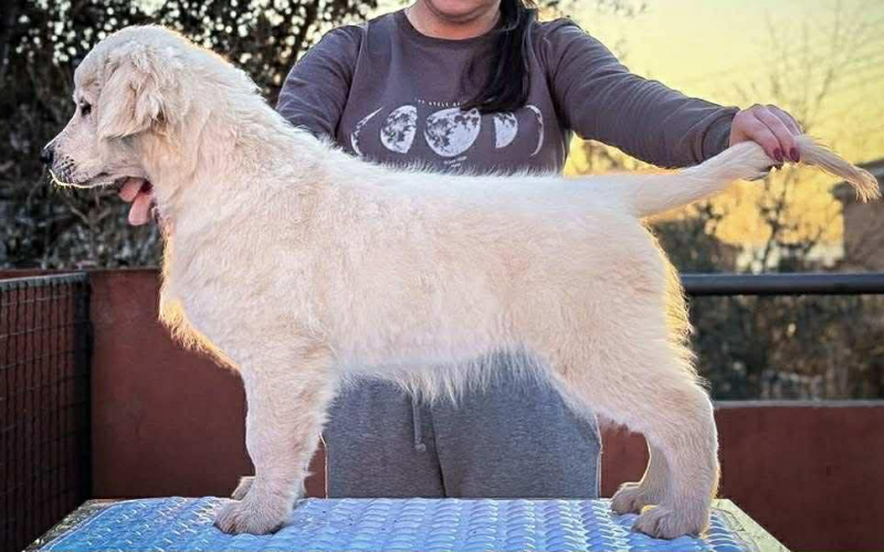 Zlatni retriver PRELEPI štenci