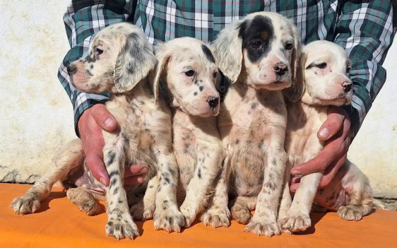 Engleski Seter štenci