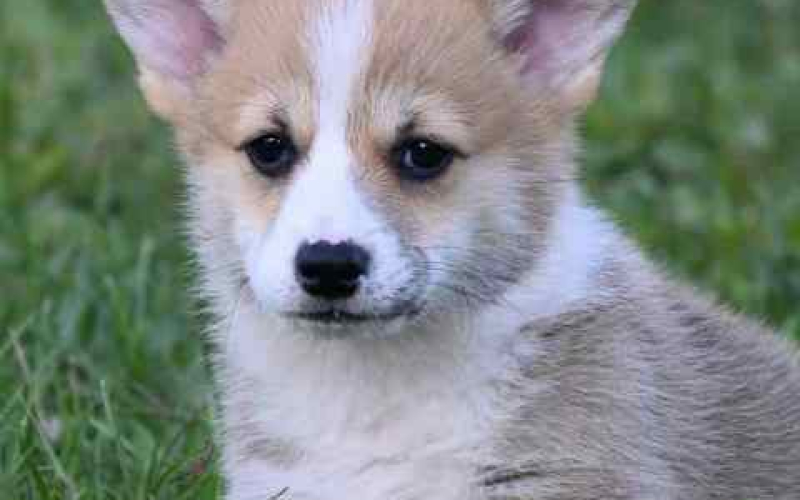 Velški korgi, Welsh Corgi Pembroke štenci