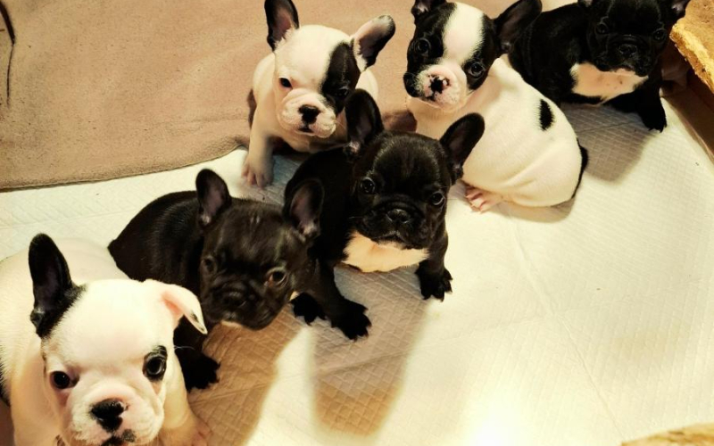 Francuski Buldog prelepi štenci