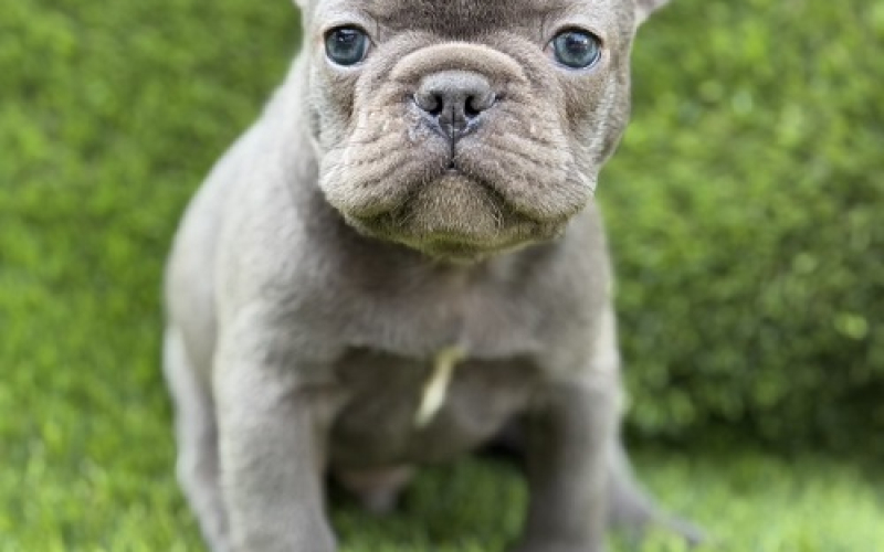 Prelepi štenci FRANCUSKOG Buldoga