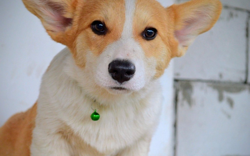 Velski korgi Welsh Corgi Pembroke