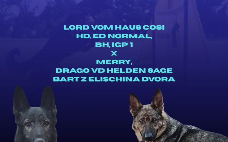 Nemački ovčar štenci