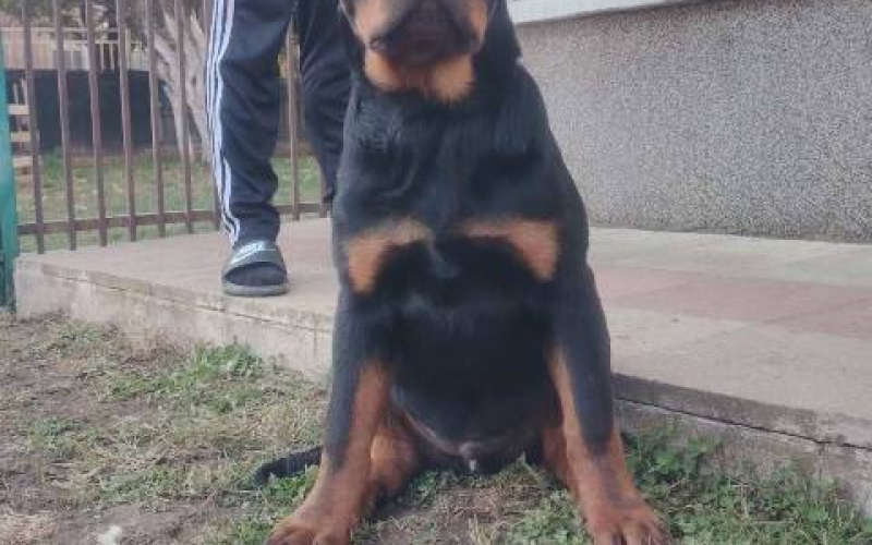 Rotvajler, vrhunsko leglo