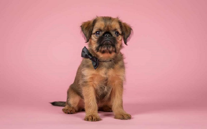 Briselski Grifon - vrhunsko muško štene