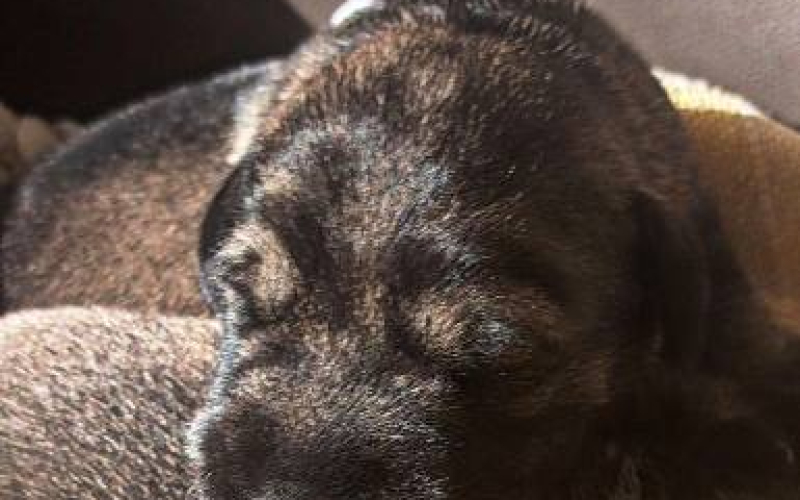 Srednji šnaucer, štenci