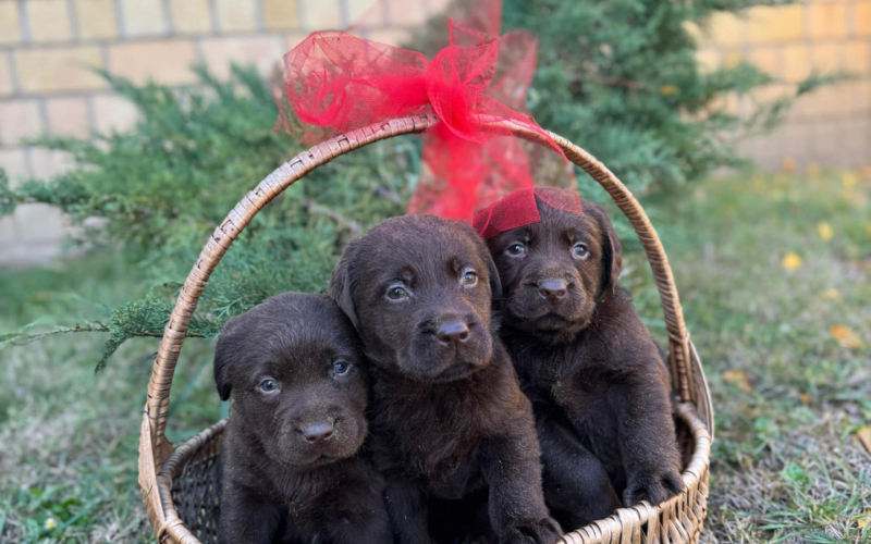 Labrador retriver štenci