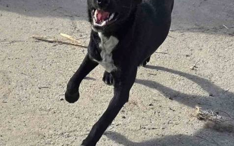 Mlado štene crne mešanke, udomljavanje!