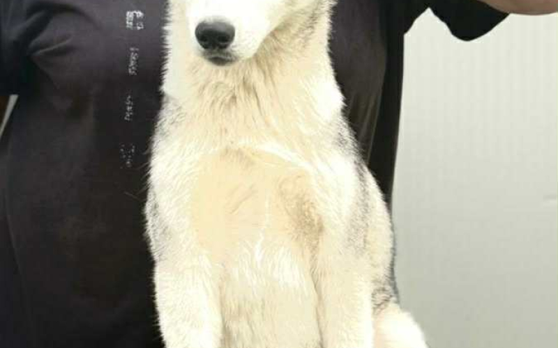 Sibirski Haski žensko štene