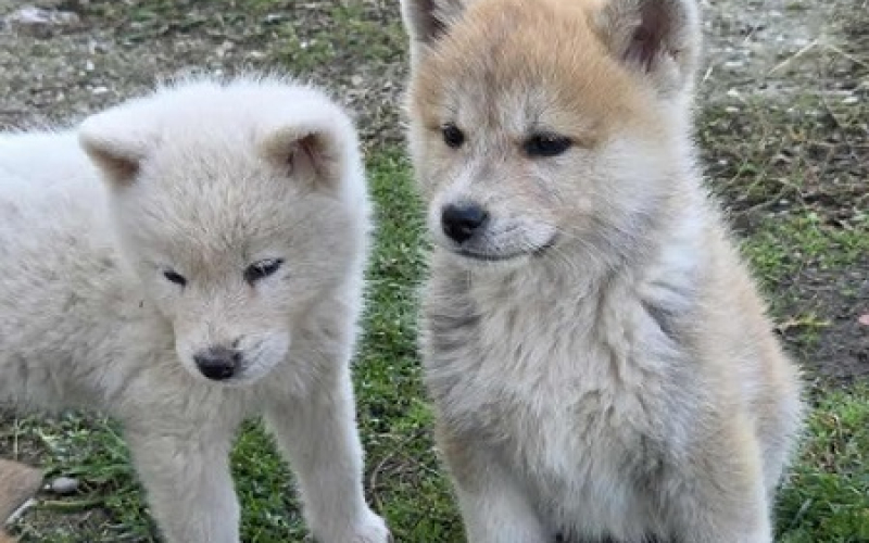 Japanska Akita, štenci