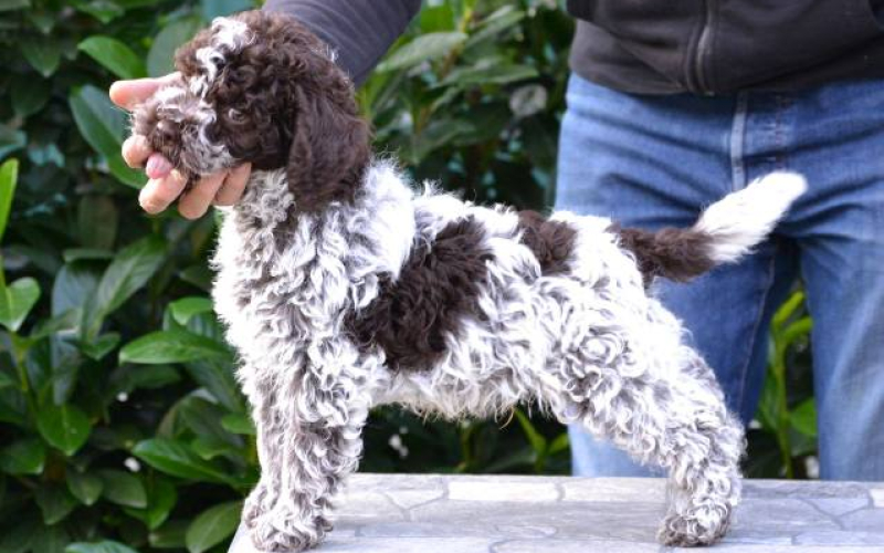 Lagotto Romagnolo štenci