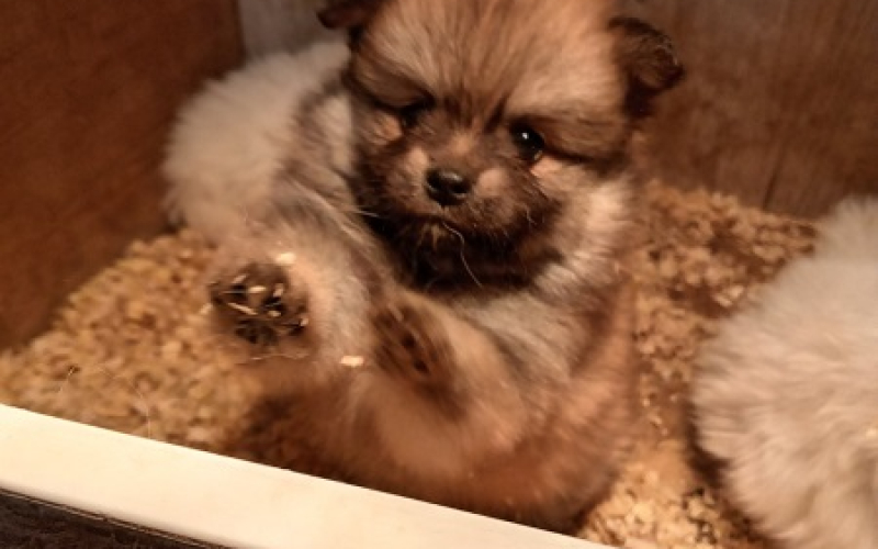 Štenci pomeranskog špica