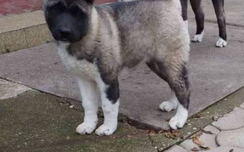 Američka Akita žensko štene