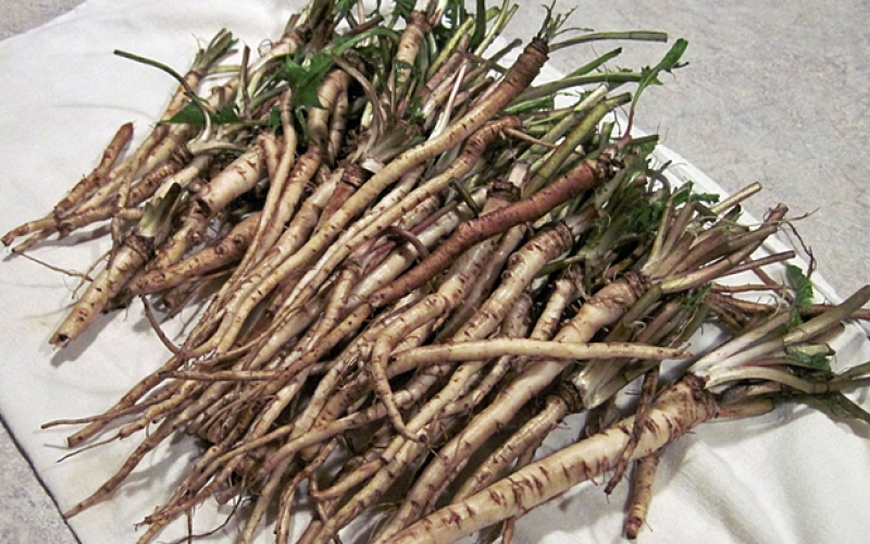 Maslačak , korijen  ,čaj