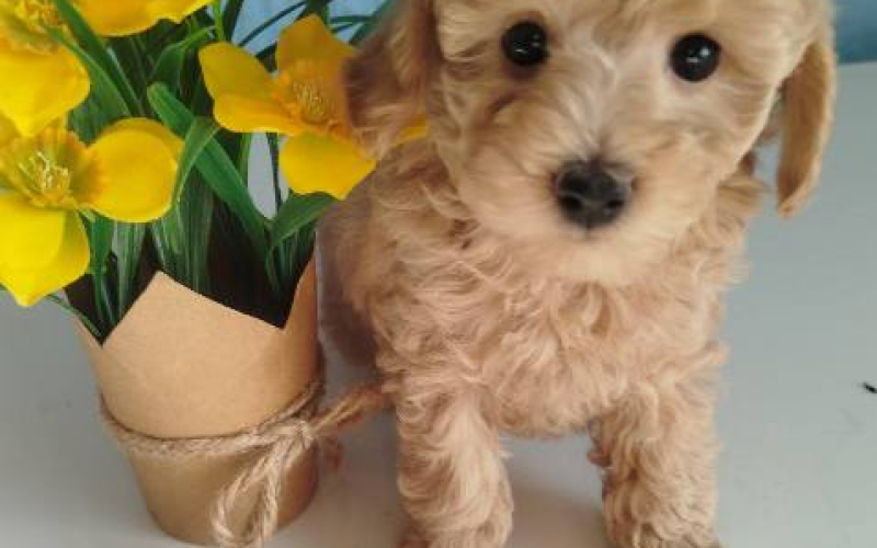 Aprikot Toy pudle štenci