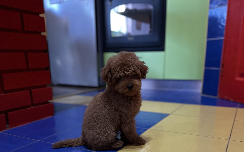 Toy Pudle na prodaju