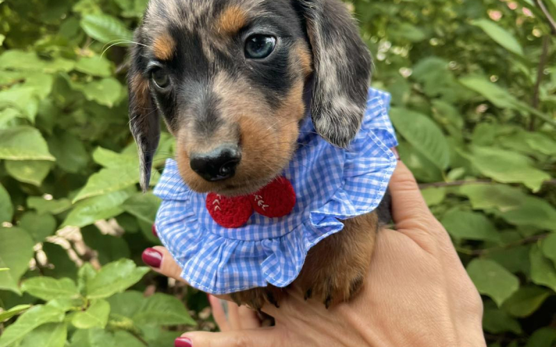 Mini Jazavičar prelepi štenci