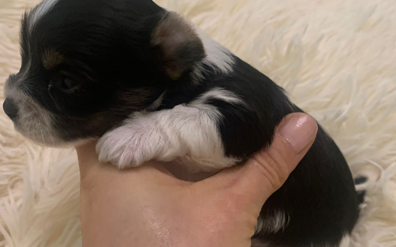 Biver jorksir terijer