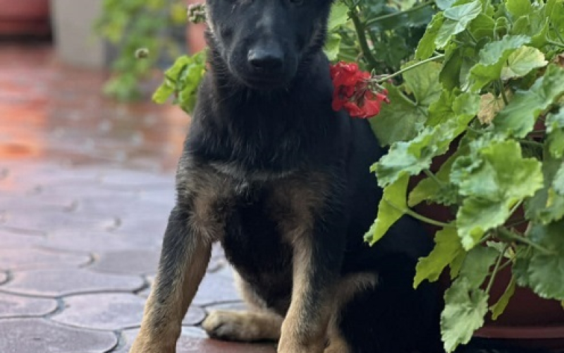 Radni nemački ovčari