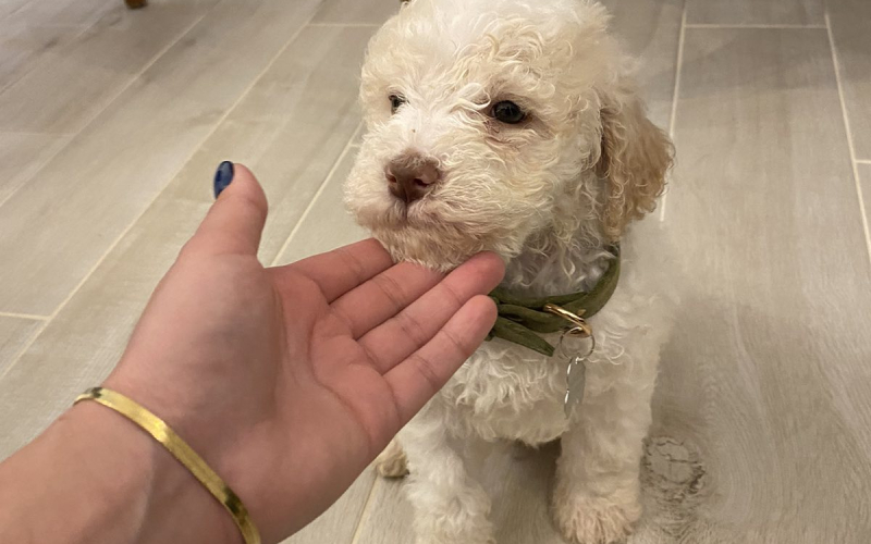 Lagotto romagnolo štenci