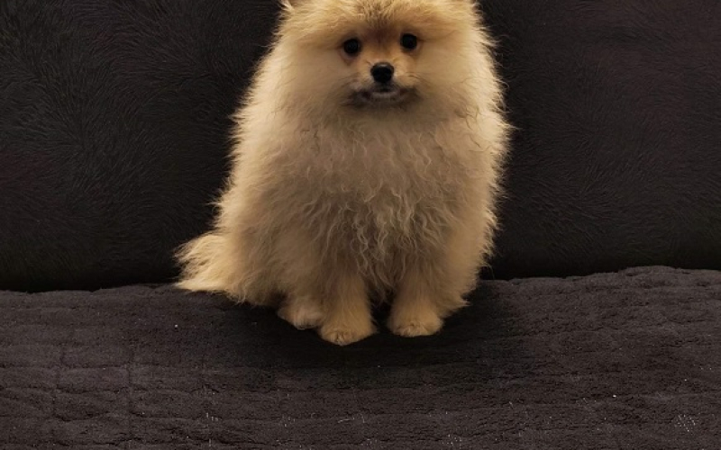 Štenci pomeranskog špica