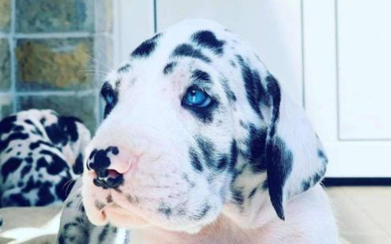 Nemačka doga štenci