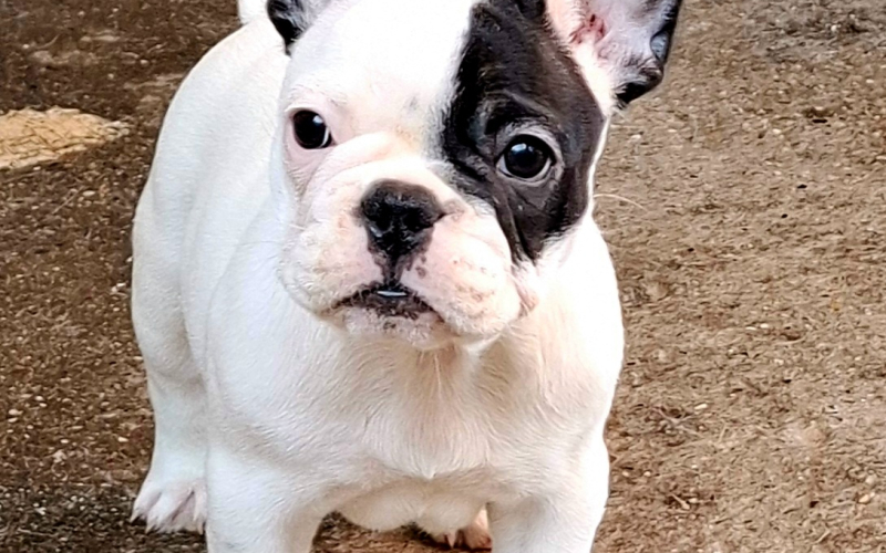 Francuski Buldog prelepi štenci