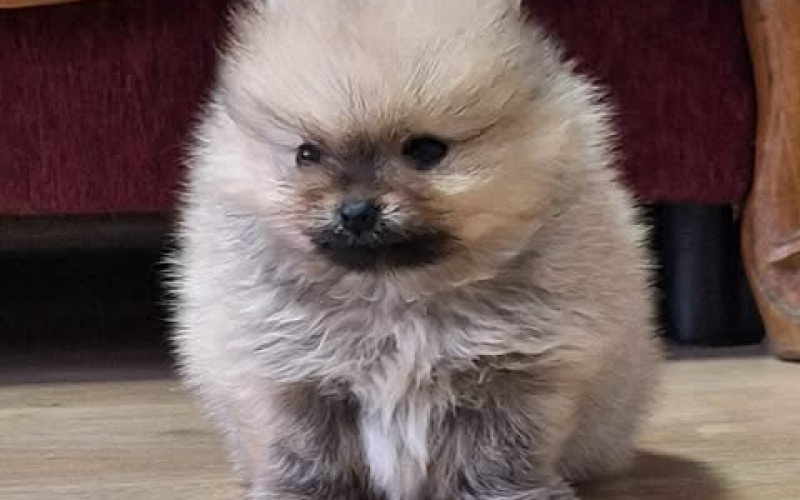 Pomeranski špic - Boo