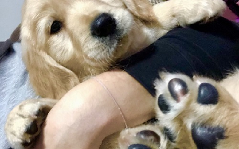 Zlatni retriver 3nnn