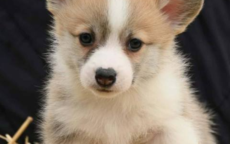 Velški korgi Welsh Corgi Pembroke