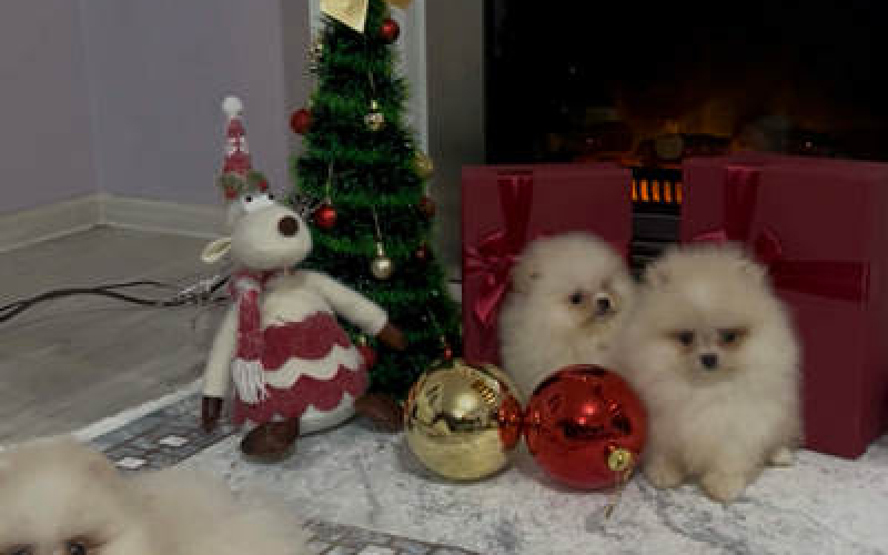 Pomeranac, štenci vrhunskog kvaliteta