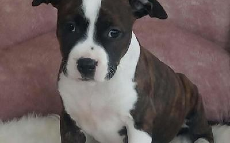 Američki stafordski terijer štenci Odgajivačnica AMERIČKIH STAFORDSKIH TERIJERA